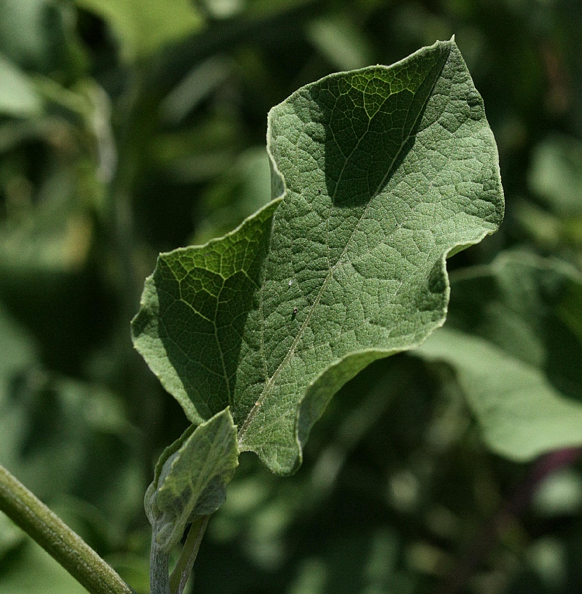 Arctium lappa